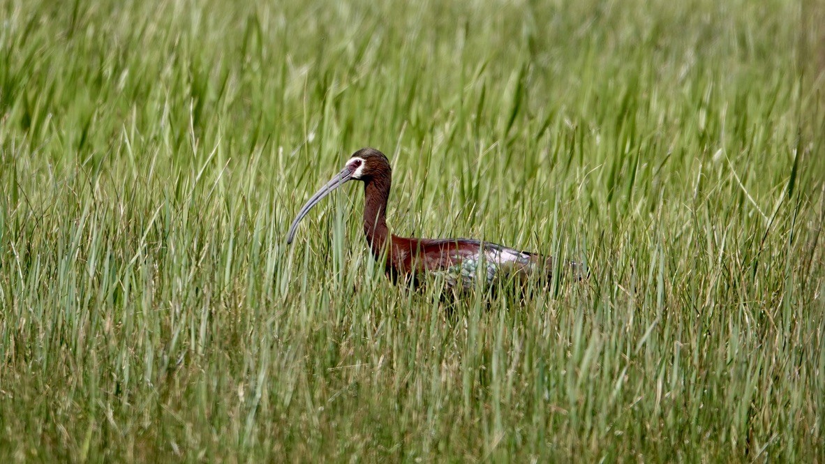 White-faced Ibis - ML454235351