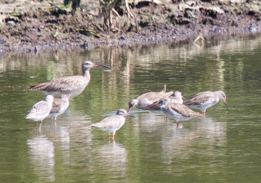 Whimbrel (Siberian) - ML45423541