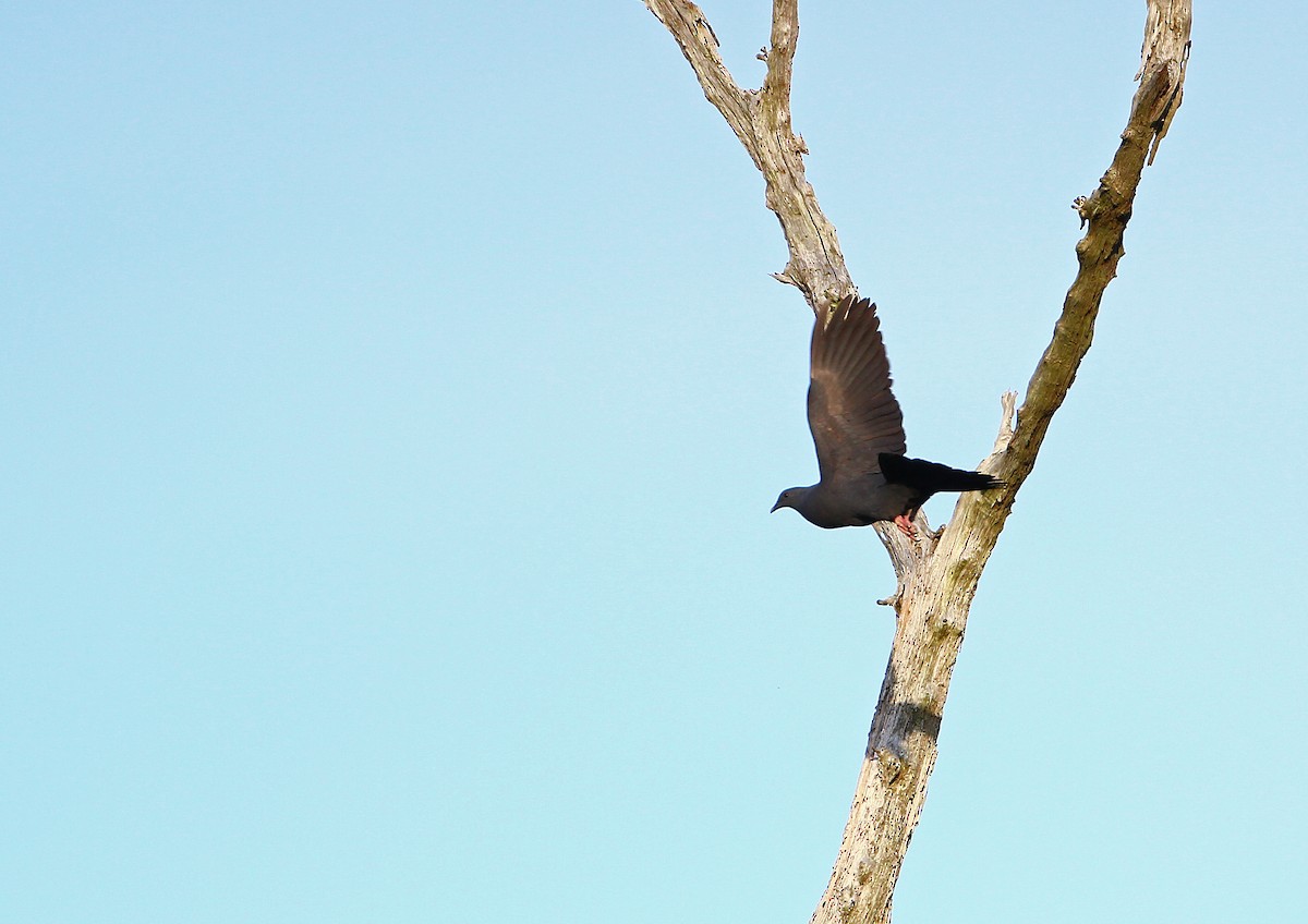 Black Wood-Pigeon - 中込 哲