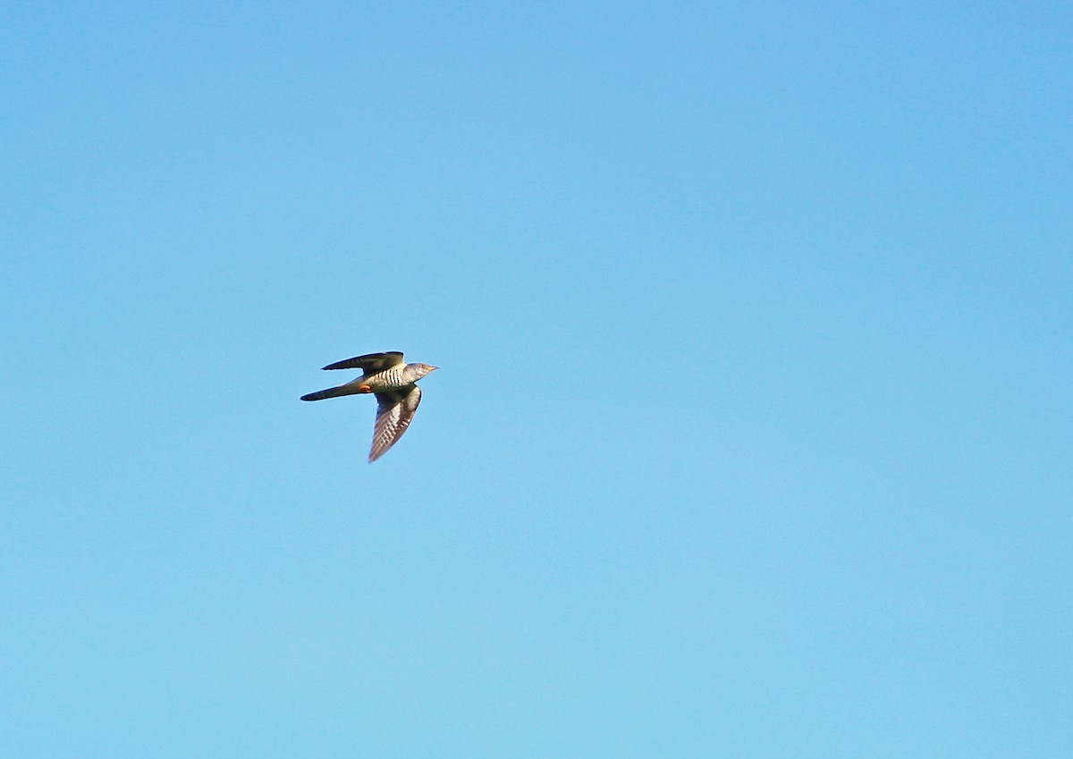 Lesser Cuckoo - ML454235641