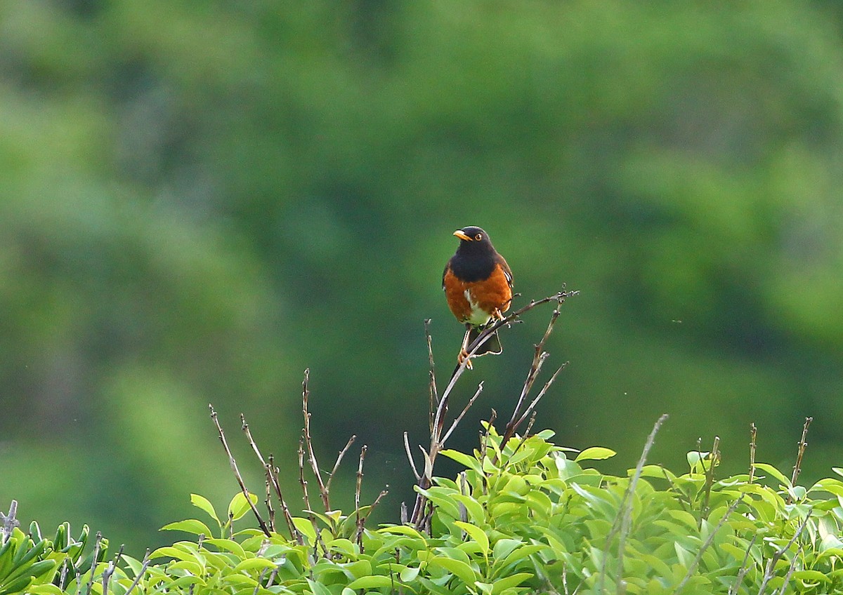 Izu Thrush - 中込 哲