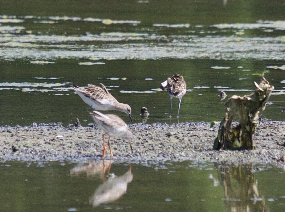 Kampfläufer - ML45423631