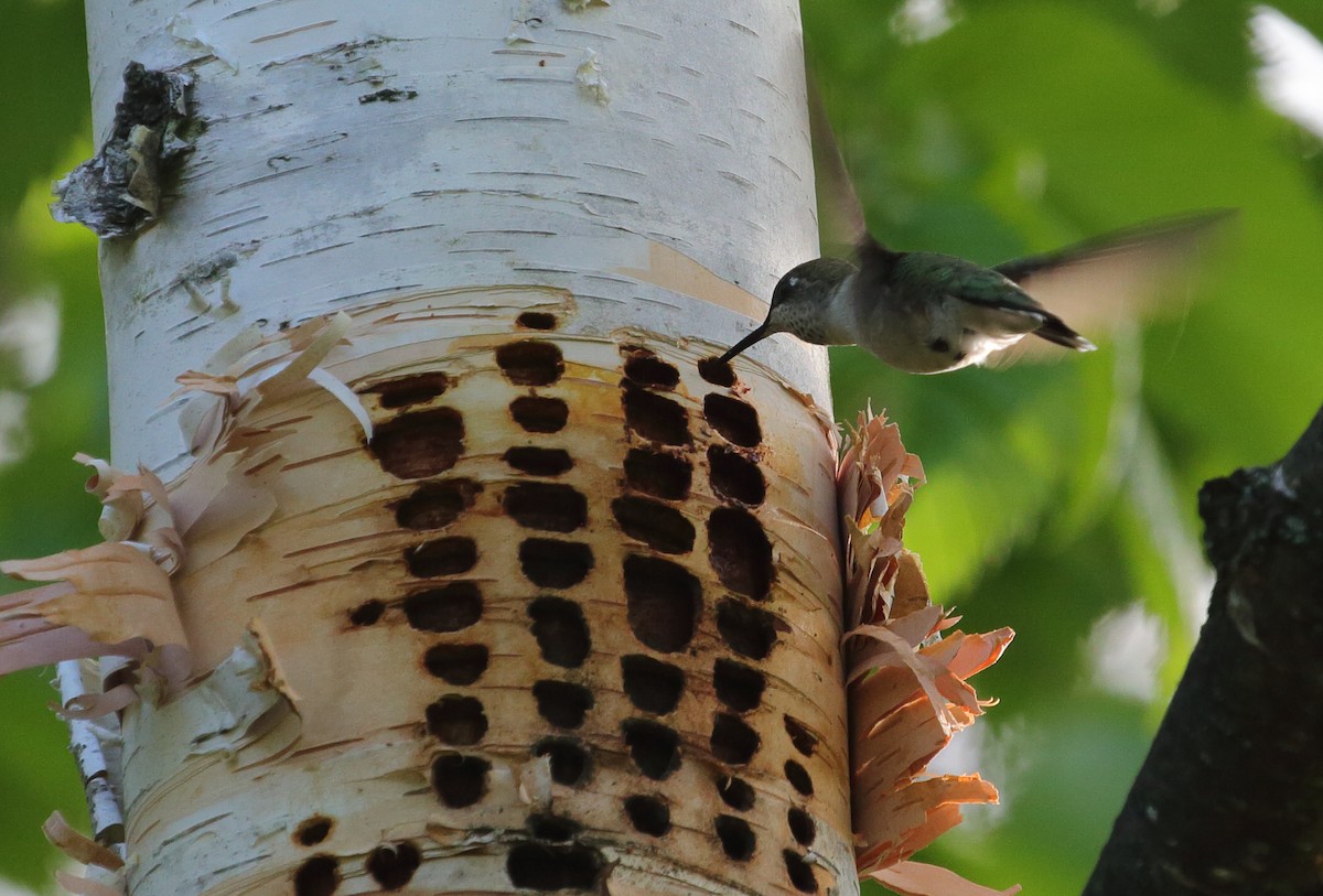 Ruby-throated Hummingbird - Roman Lanno