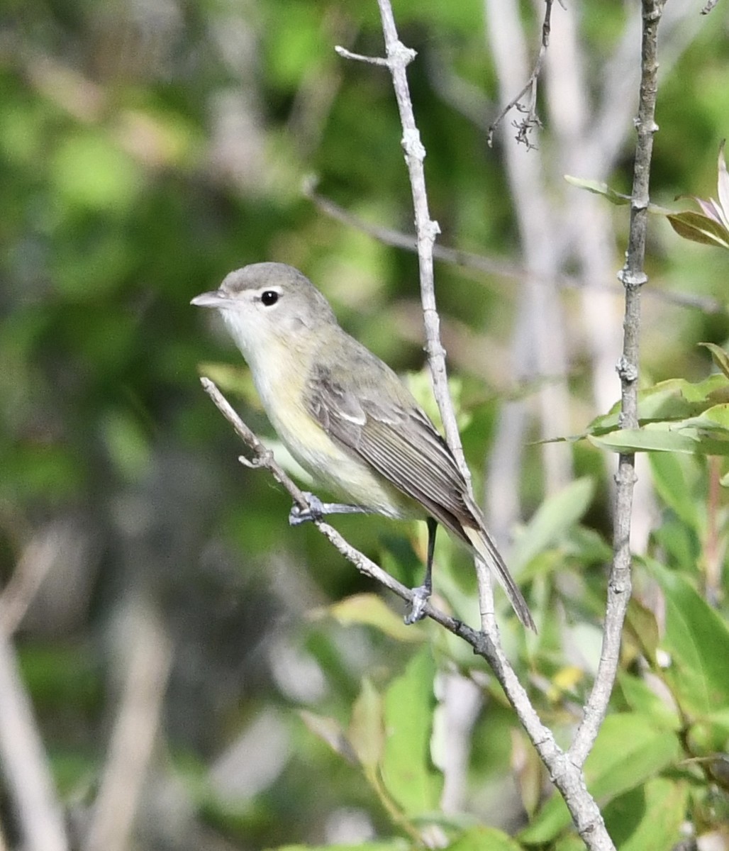 Bell's Vireo - David De Armey