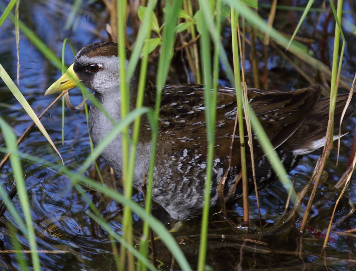 Polluela Sora - ML454236801