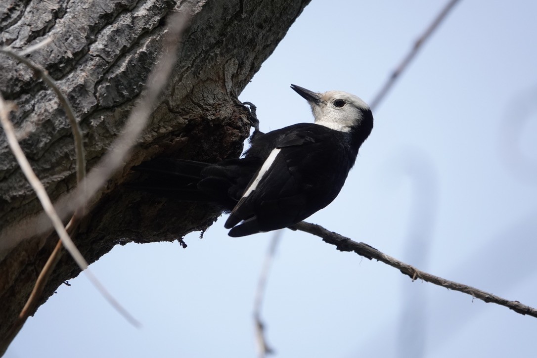 White-headed Woodpecker - ML454237271