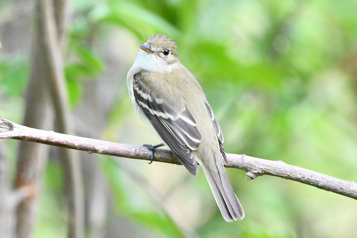 Acadian Flycatcher - ML454238761