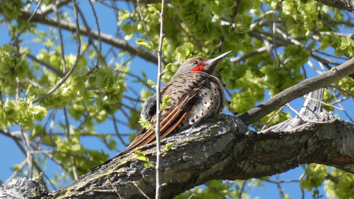 Northern Flicker - ML454238841