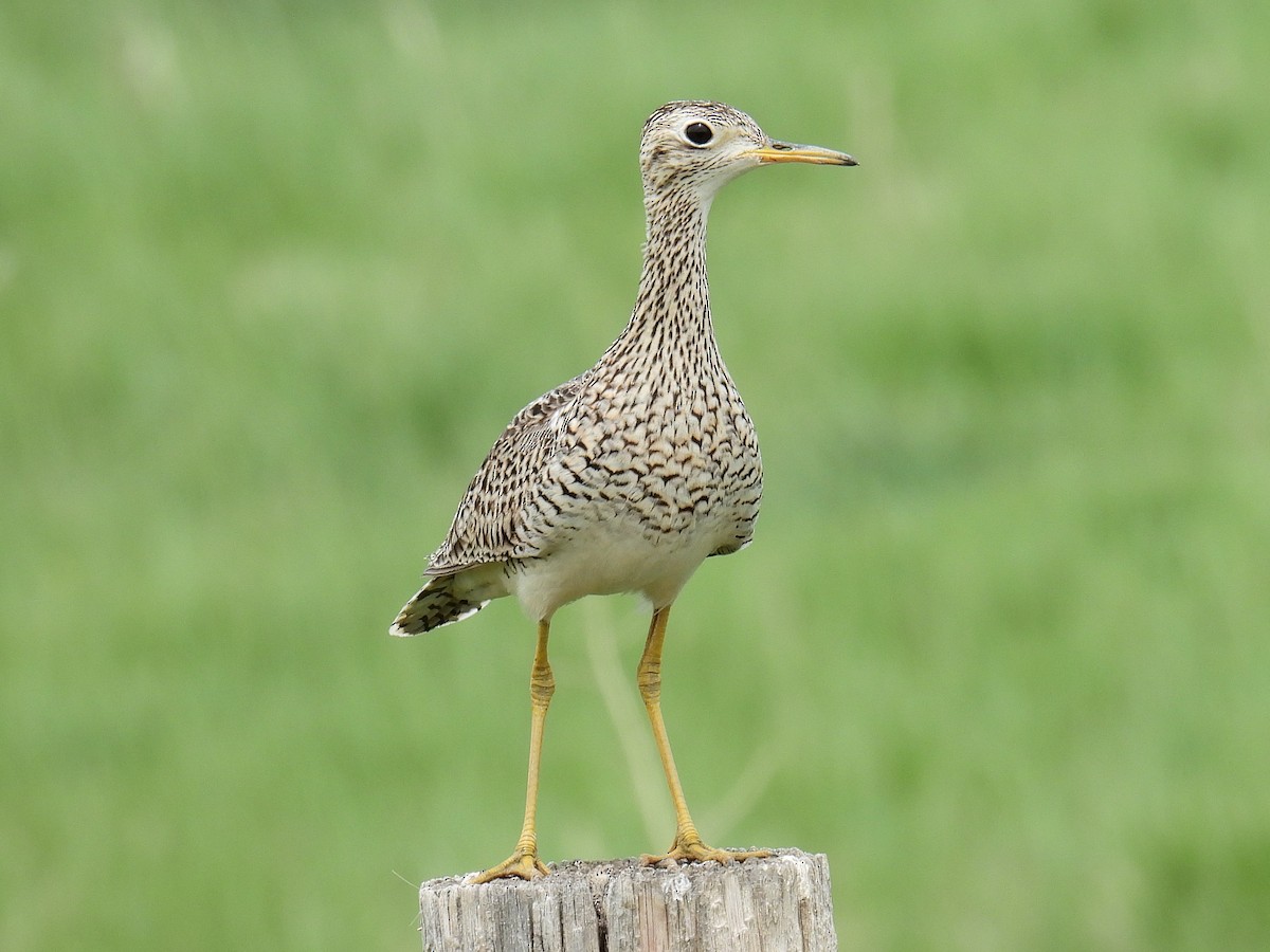 Upland Sandpiper - ML454239781