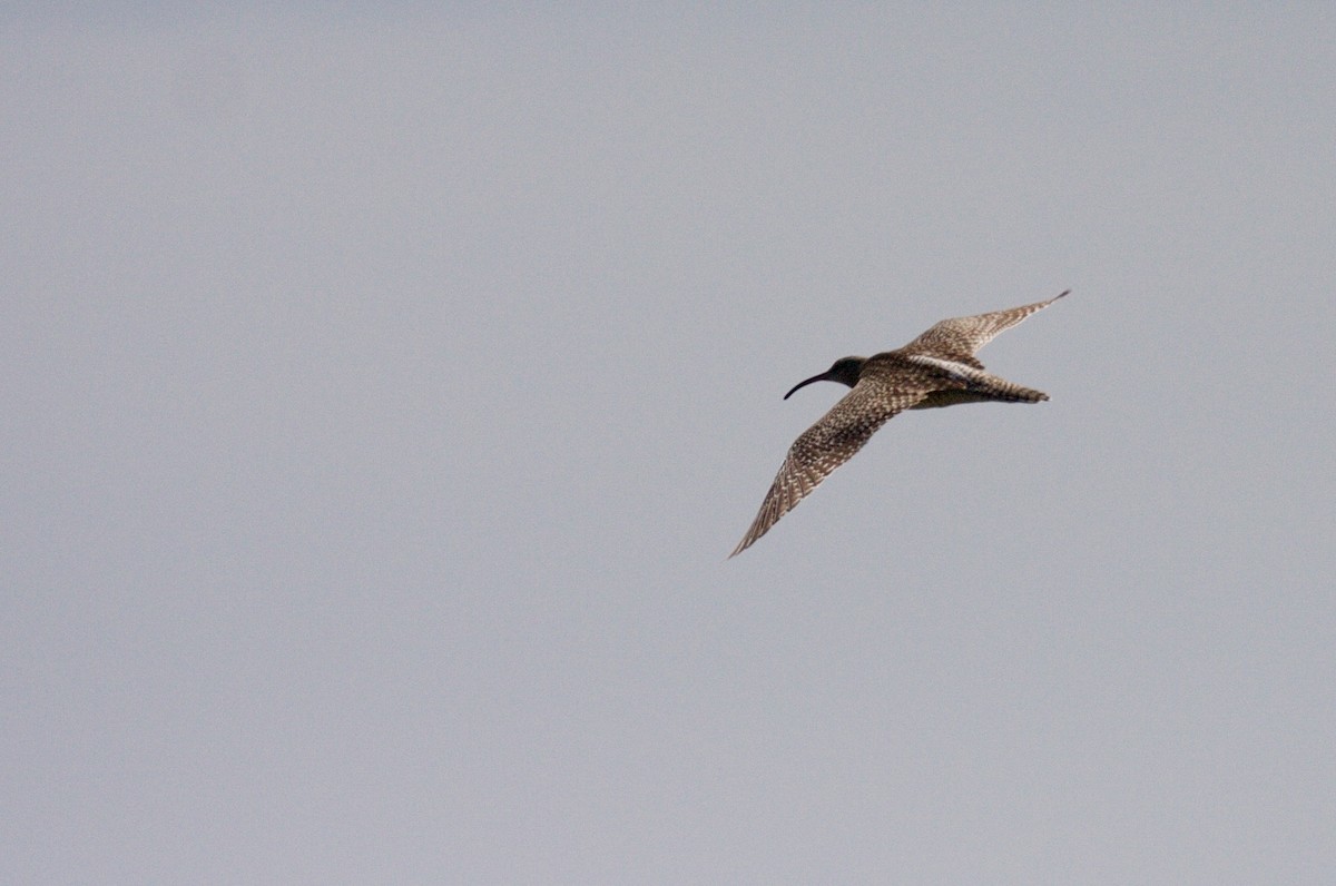 Whimbrel (Siberian) - ML45424041