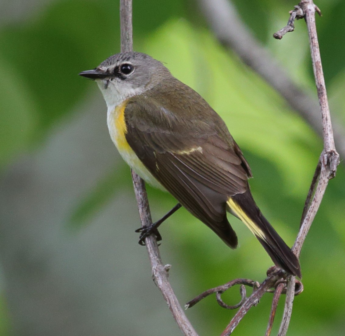 American Redstart - Roman Lanno