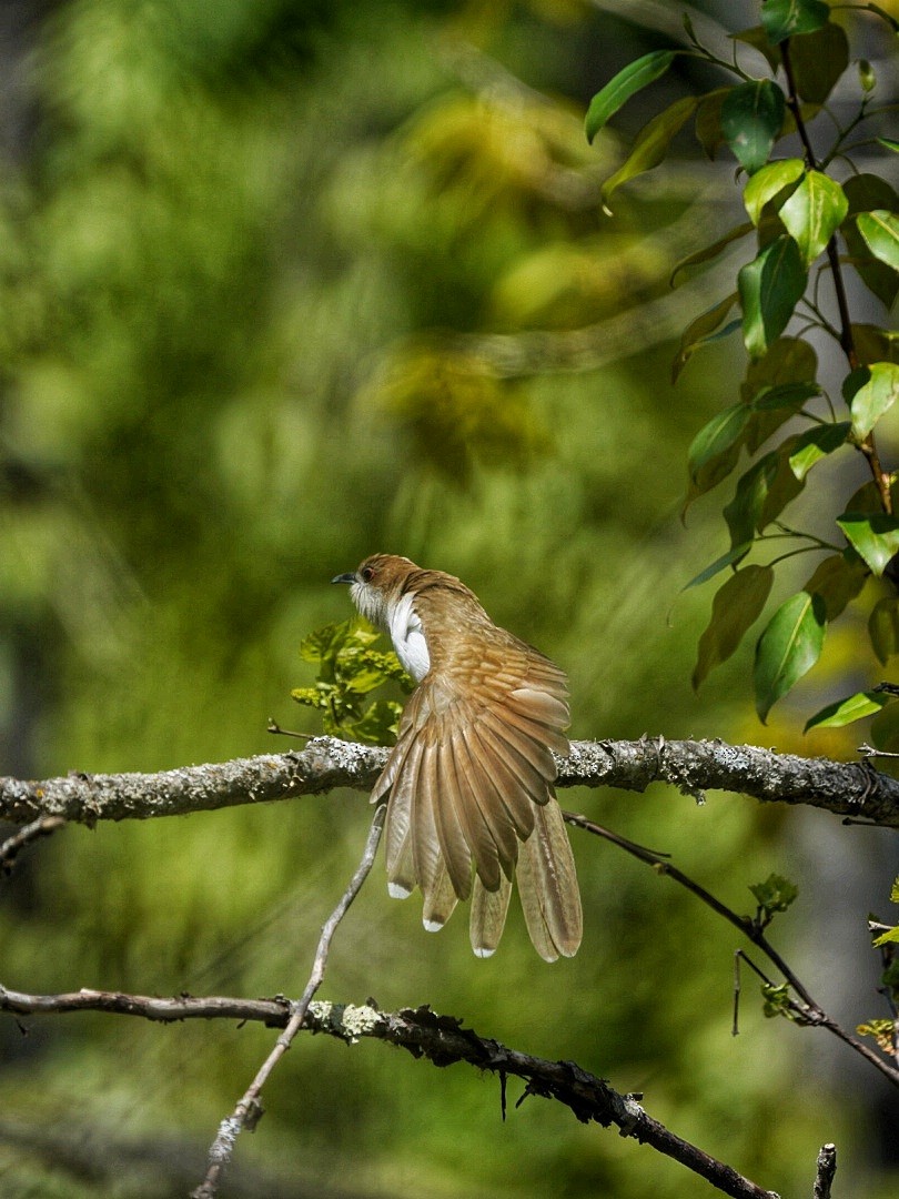 Black-billed Cuckoo - ML454242771