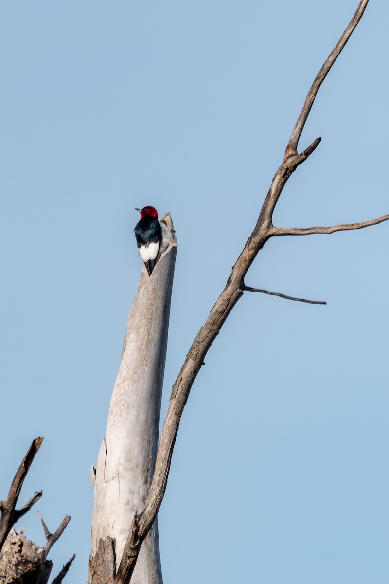 Red-headed Woodpecker - ML454242901