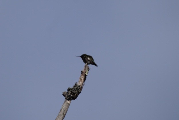 Colibrí Gorjirrubí - ML454244031