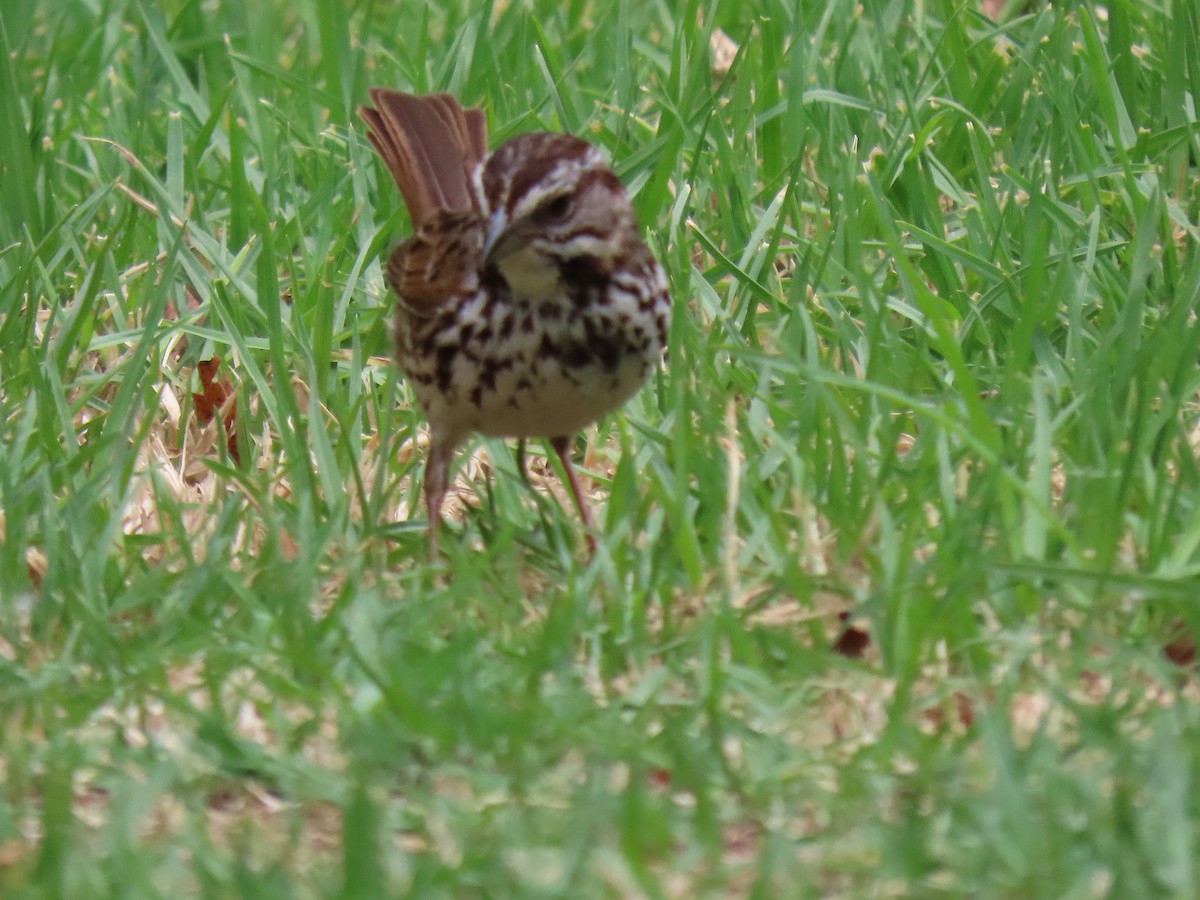 Song Sparrow - ML454244291