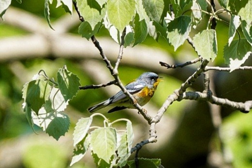 Northern Parula - ML454244701