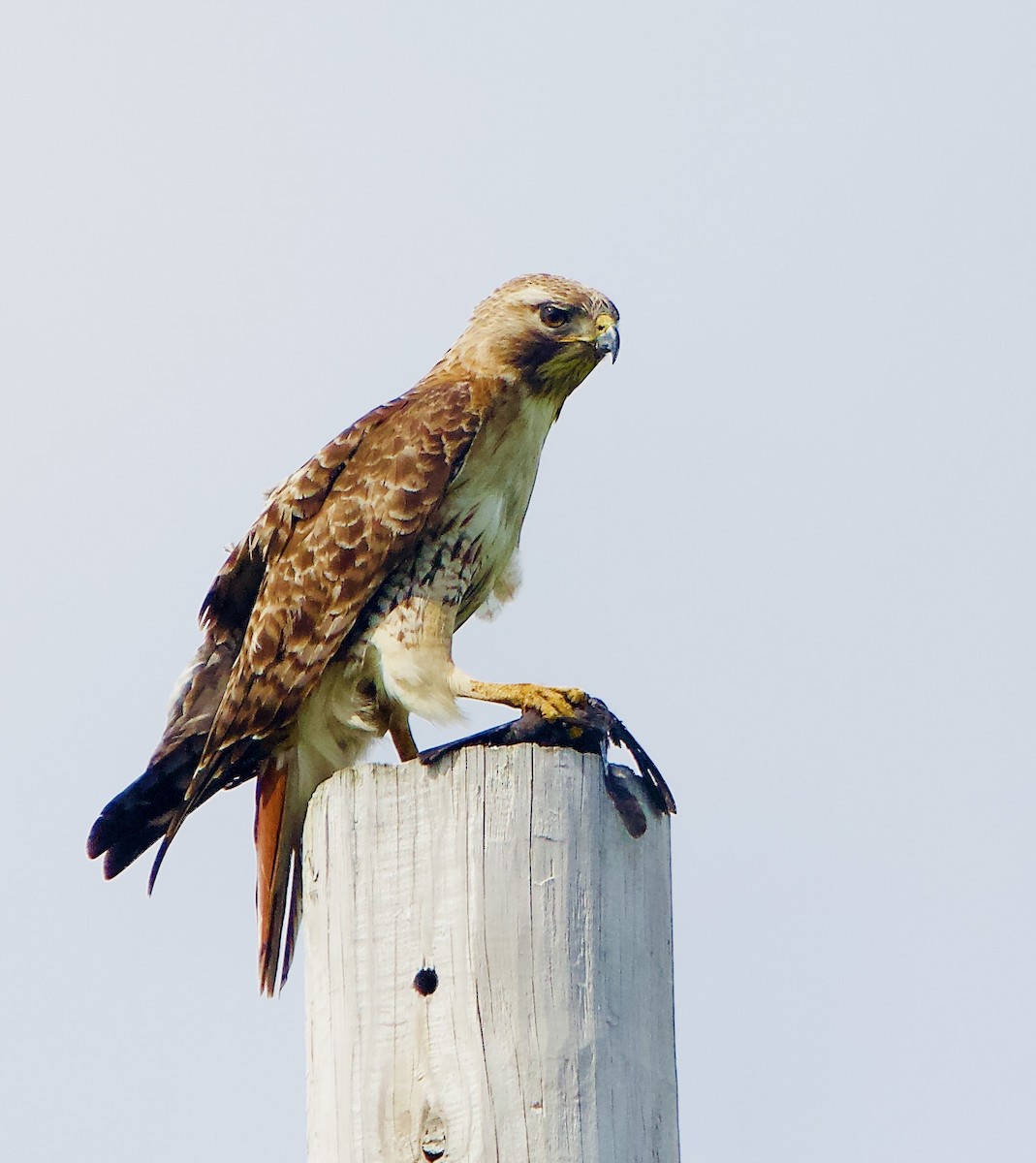 Red-tailed Hawk - ML454244741