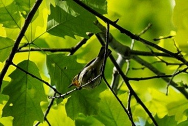 Blackburnian Warbler - ML454244871