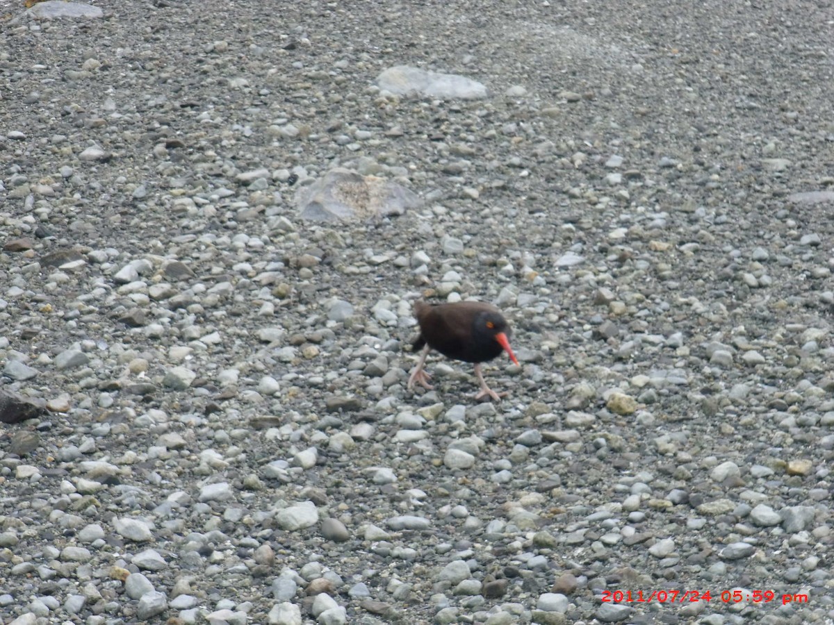 Black Oystercatcher - Bosco Greenhead