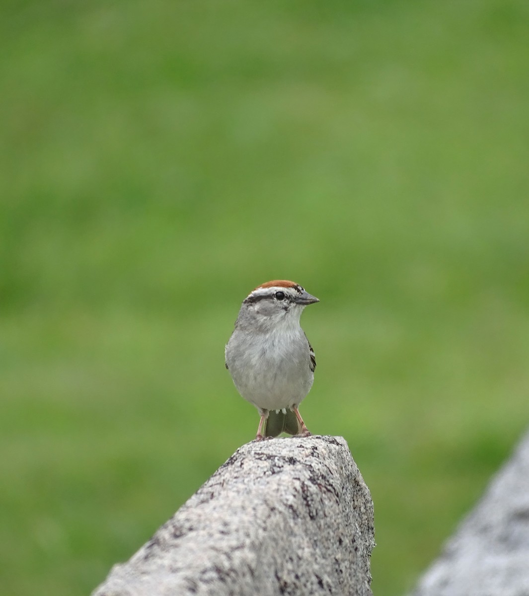 Chipping Sparrow - ML454245441