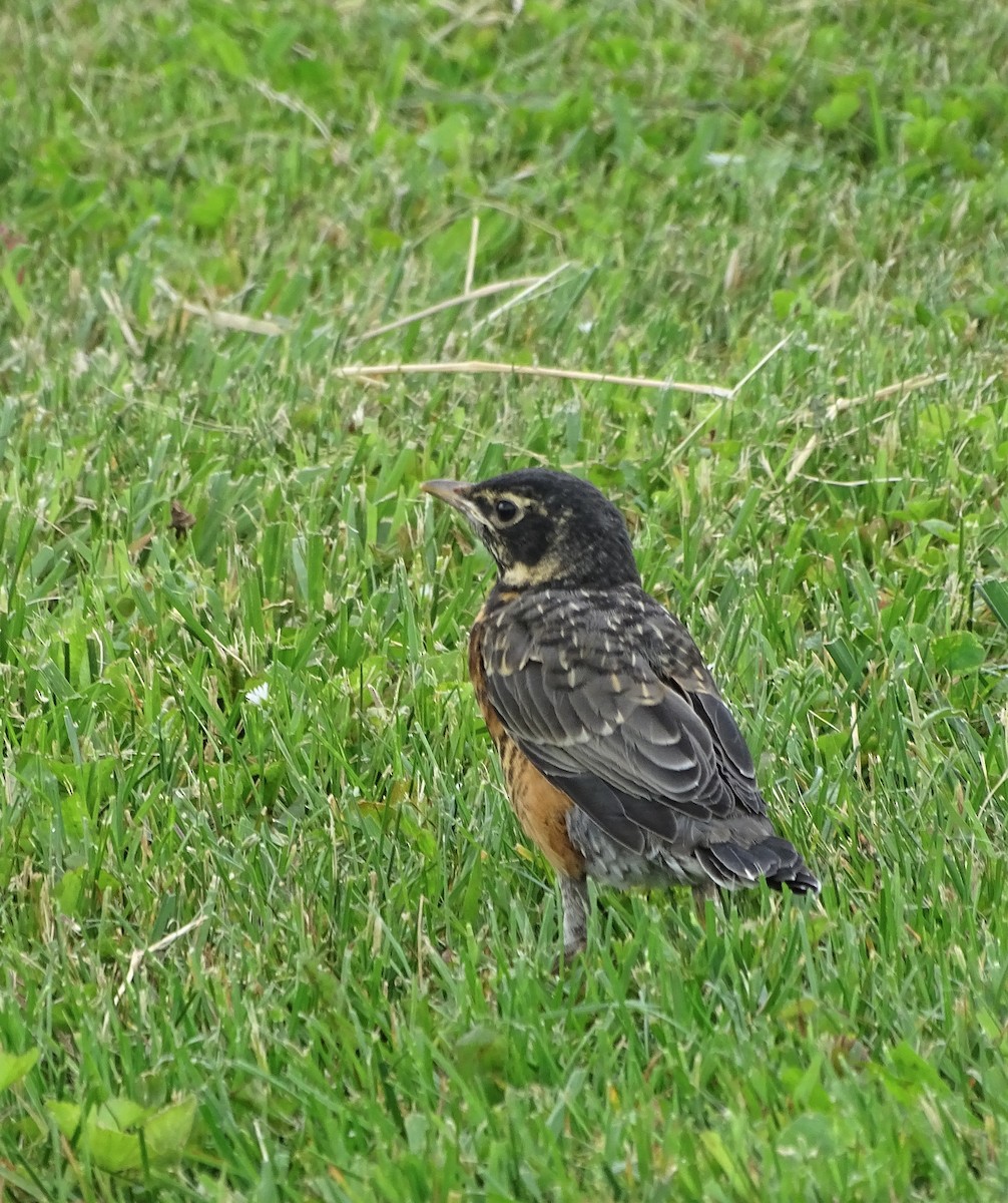 American Robin - ML454245501