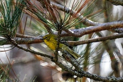 Pine Warbler - ML454245981