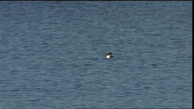 Common Loon - ML454248