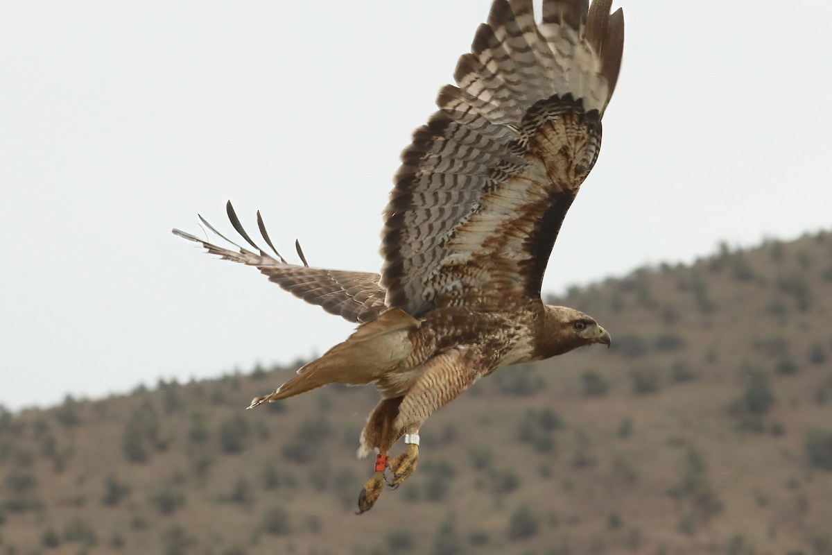 Red-tailed Hawk - Chuck Gates