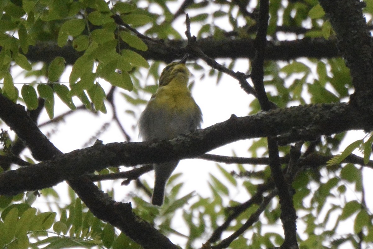 Yellow-throated Vireo - ML454250241