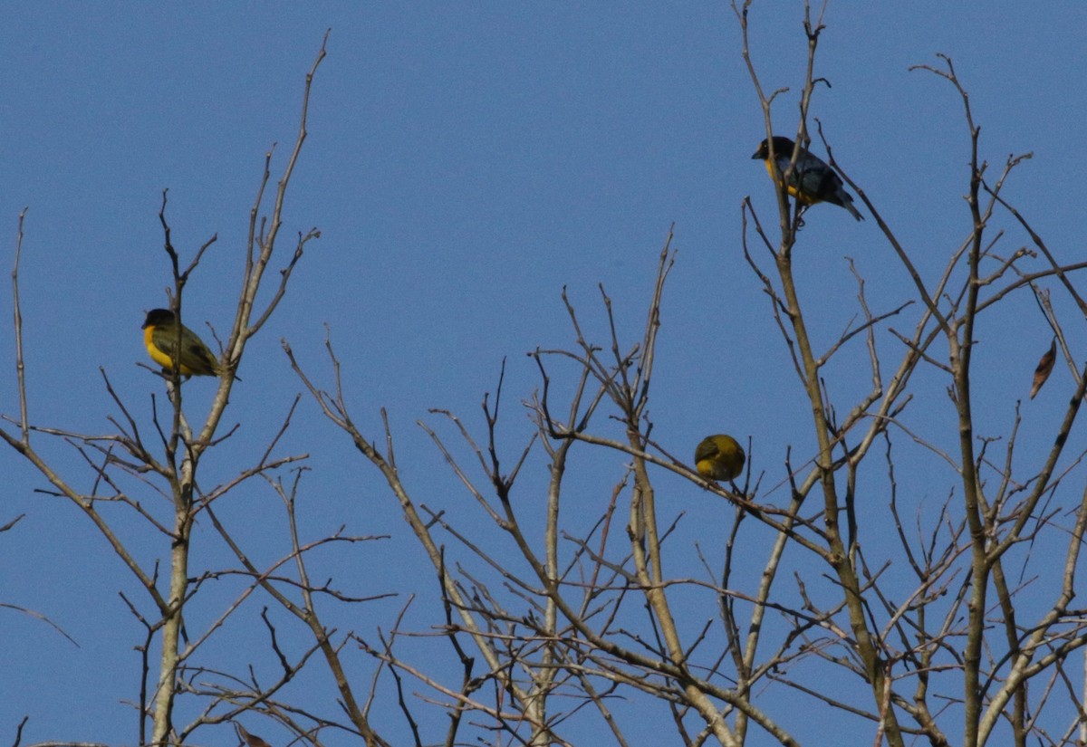 Yellow-throated Euphonia - Dan Waggoner