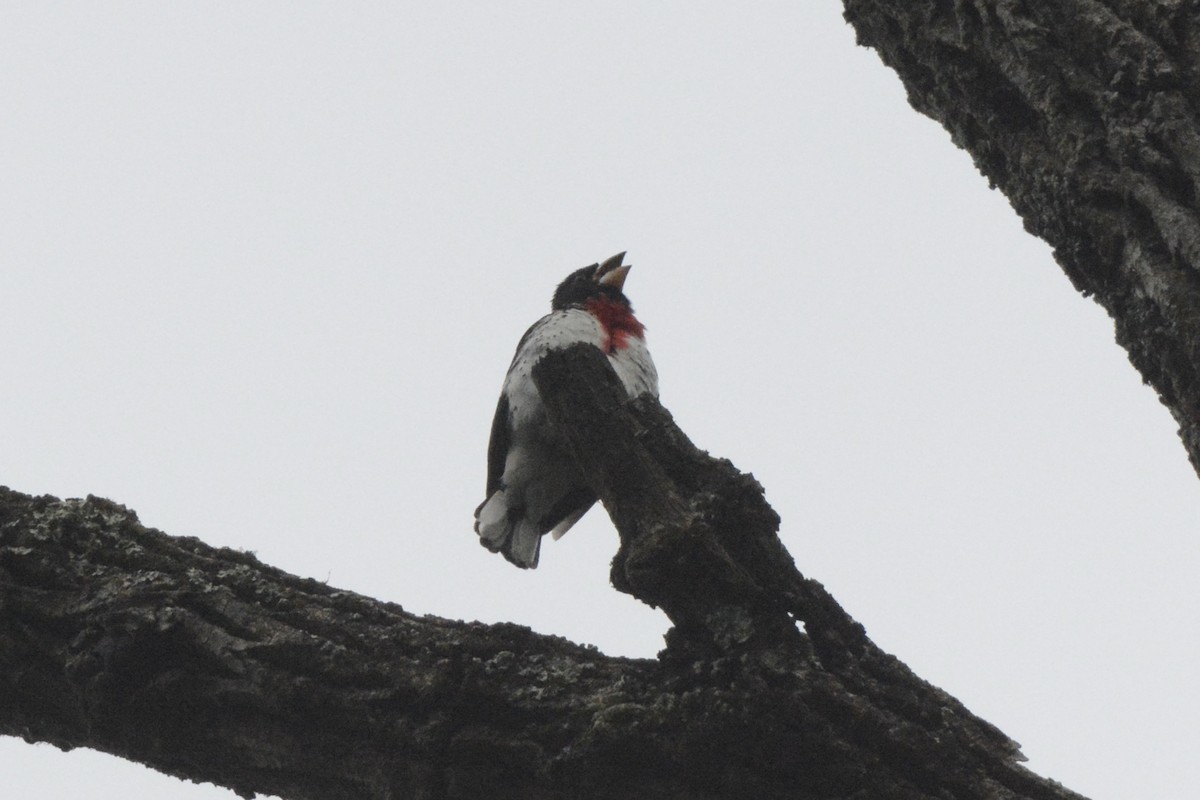 Rose-breasted Grosbeak - ML454250691