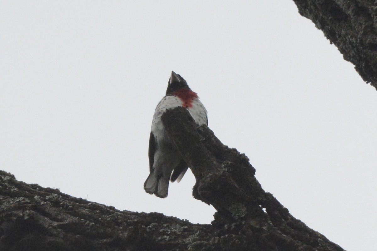 Rose-breasted Grosbeak - ML454250711