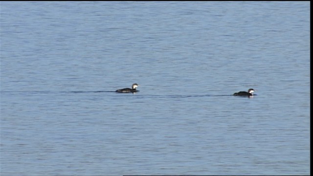 Common Loon - ML454251