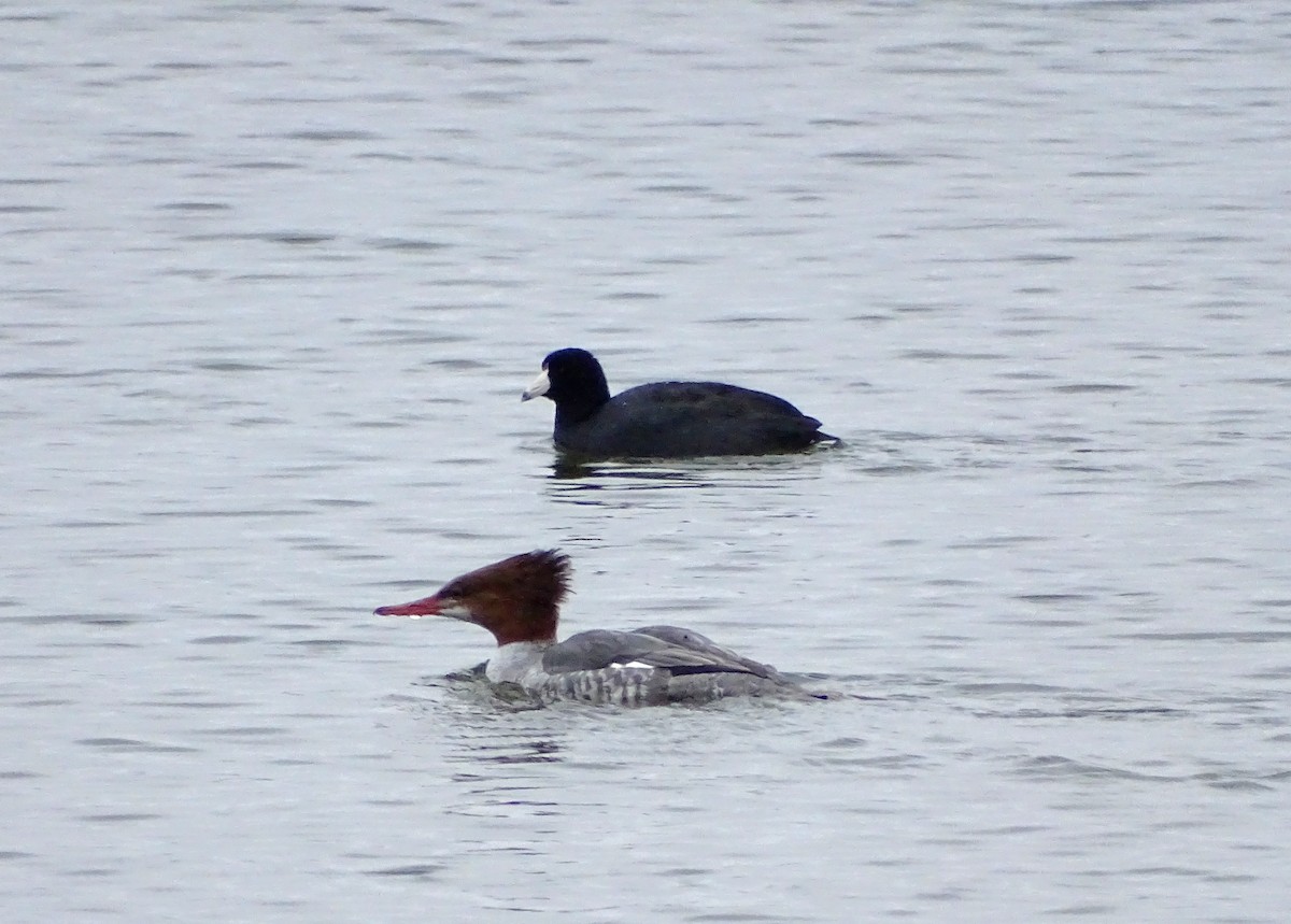 Common Merganser - Vander Stoetz