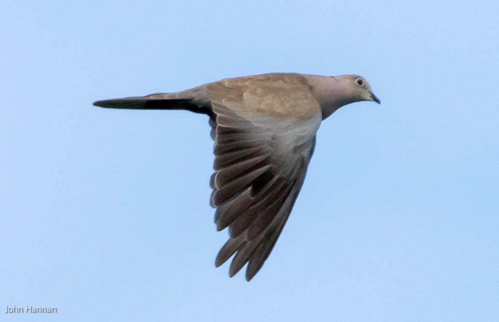 Eurasian Collared-Dove - ML454253831