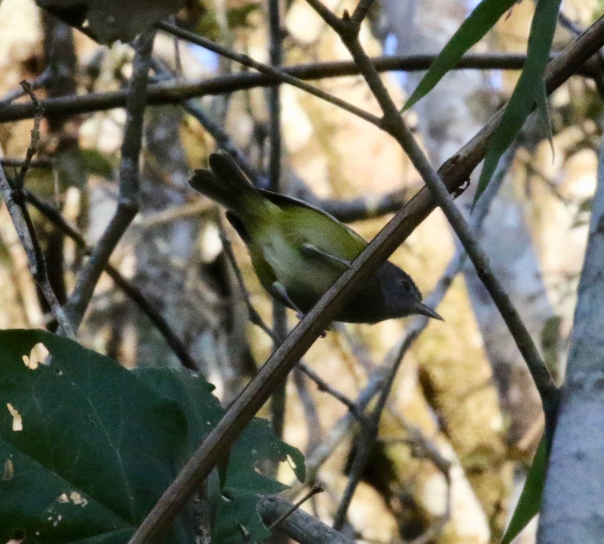 Lesser Greenlet - Dan Waggoner