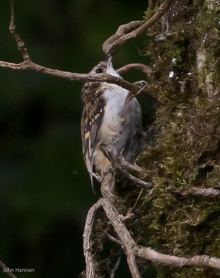 Eurasian Treecreeper - ML454259491