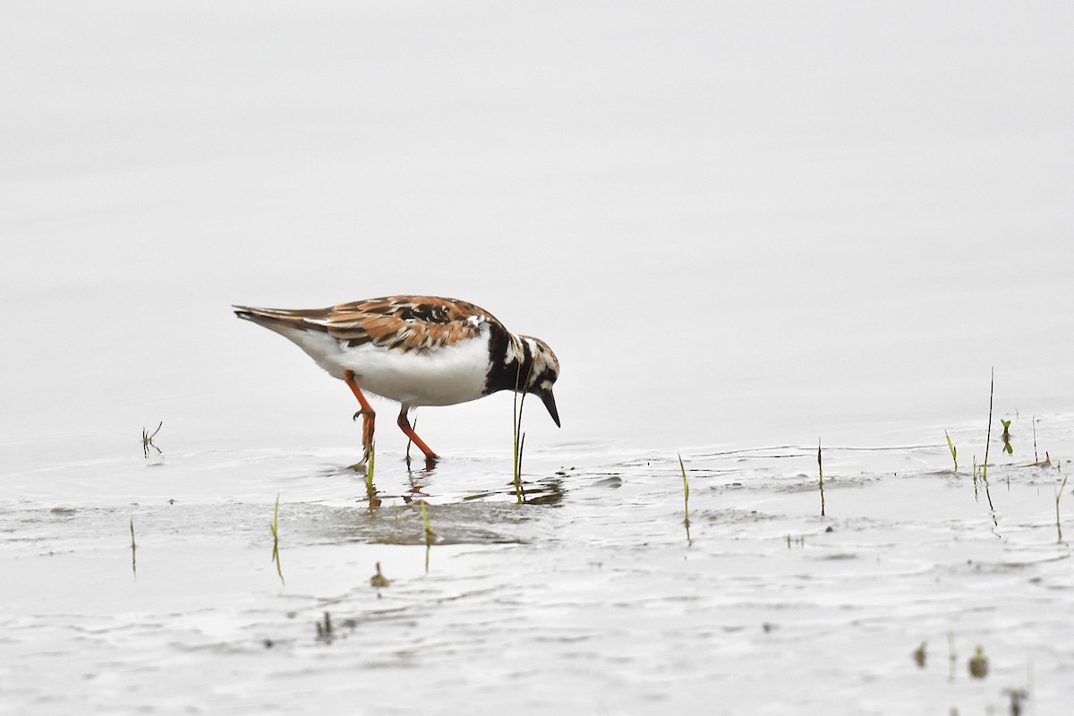 Ruddy Turnstone - ML454259531