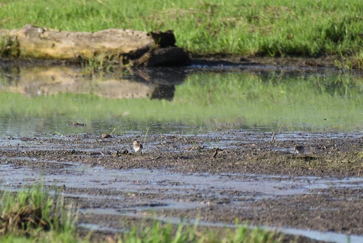 Least Sandpiper - ML454261131