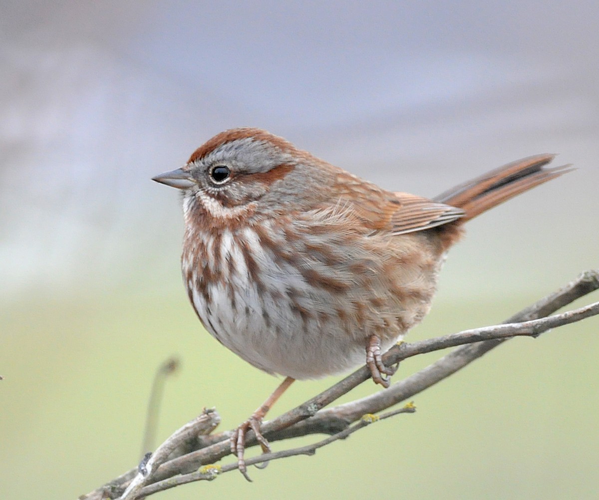 Song Sparrow (montana/merrilli) - Steven Mlodinow