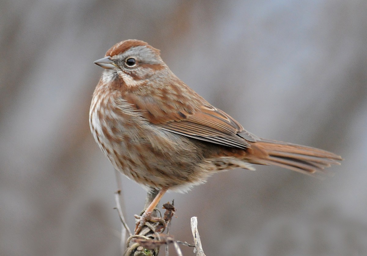 Song Sparrow (montana/merrilli) - Steven Mlodinow