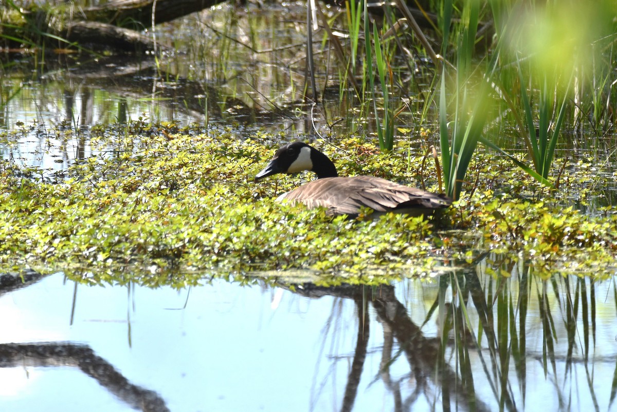 Canada Goose - ML454261701