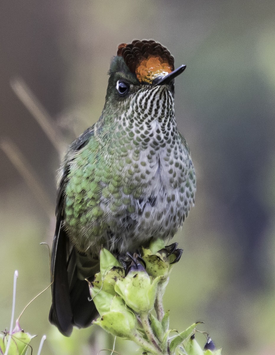 Green-backed Firecrown - ML454262091
