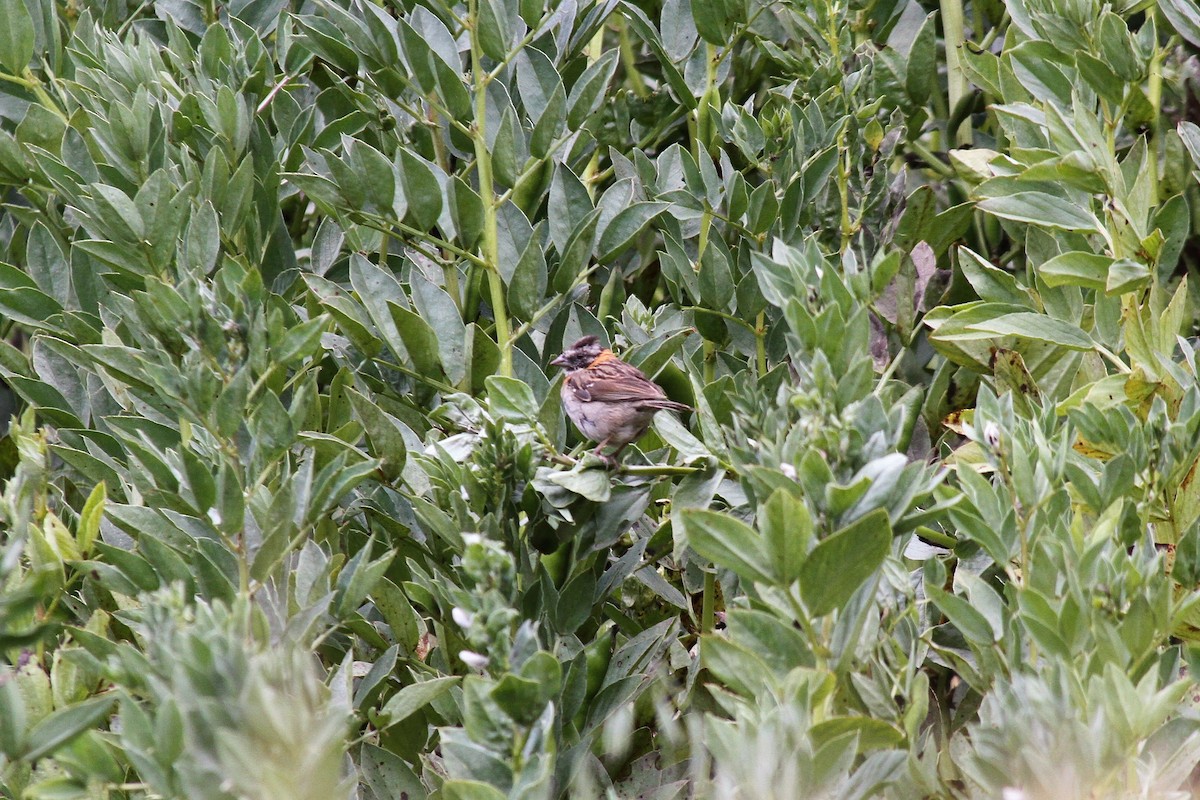Rufous-collared Sparrow - ML454263831
