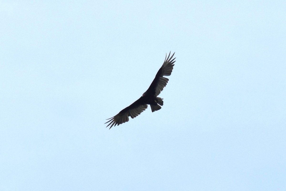 Urubu à tête rouge - ML454264111