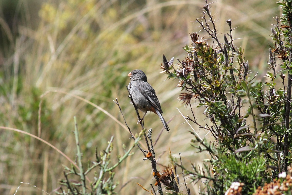 Plain-colored Seedeater - ML454264311