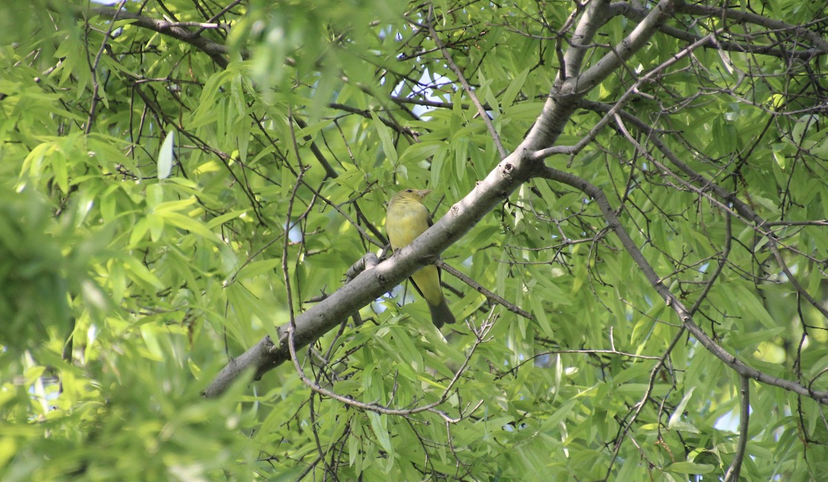Scarlet Tanager - ML454264381