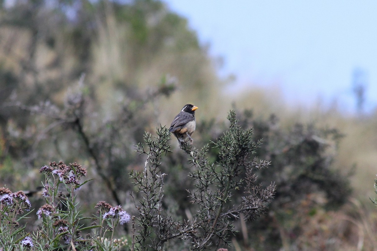 Golden-billed Saltator - ML454264411