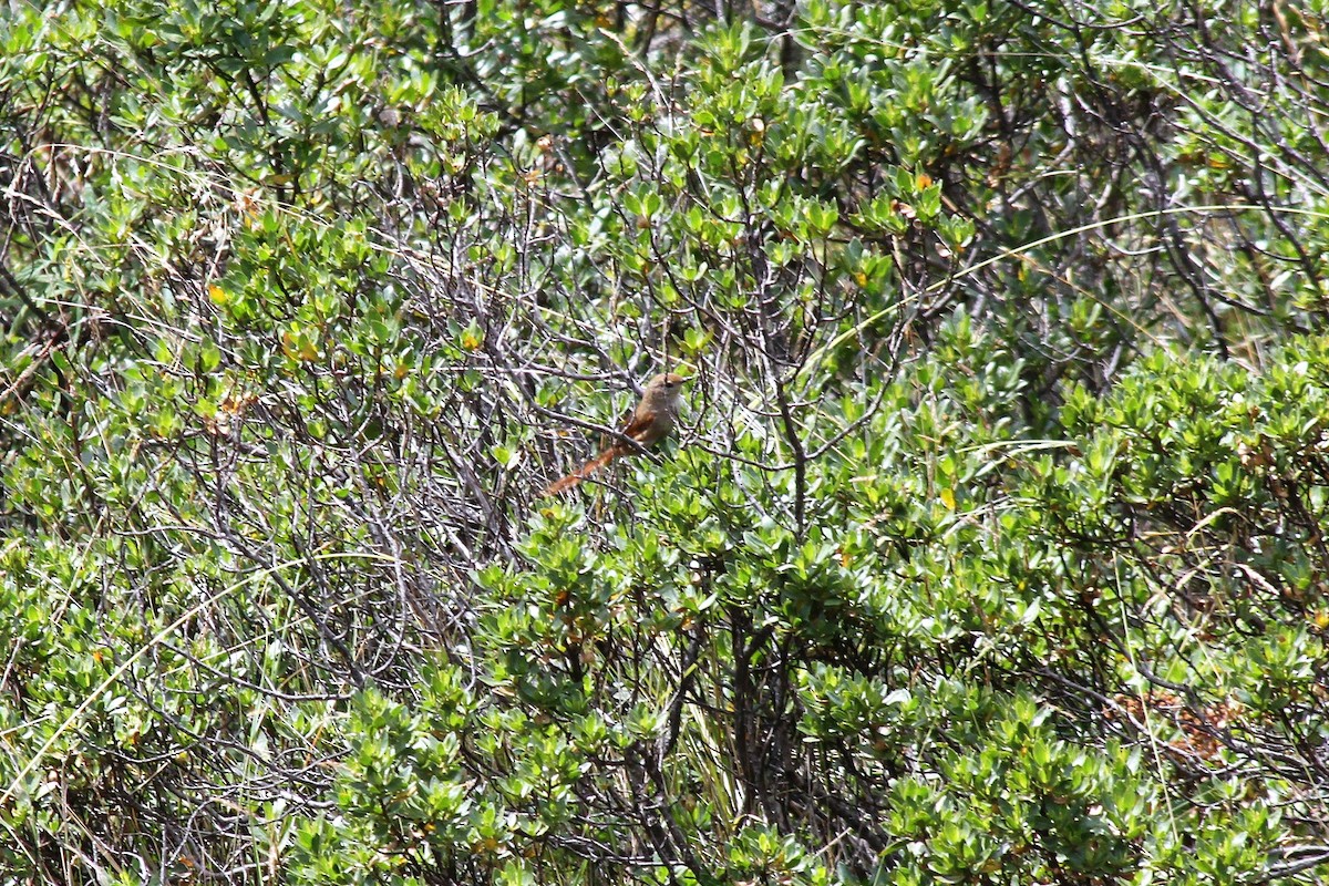 Rusty-fronted Canastero - Oscar  Diaz