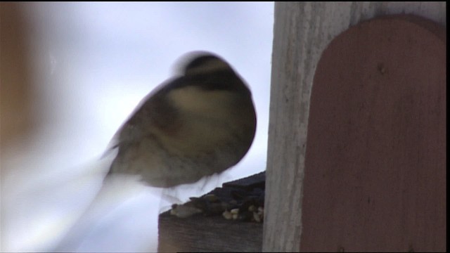 Siberian Accentor - ML454265